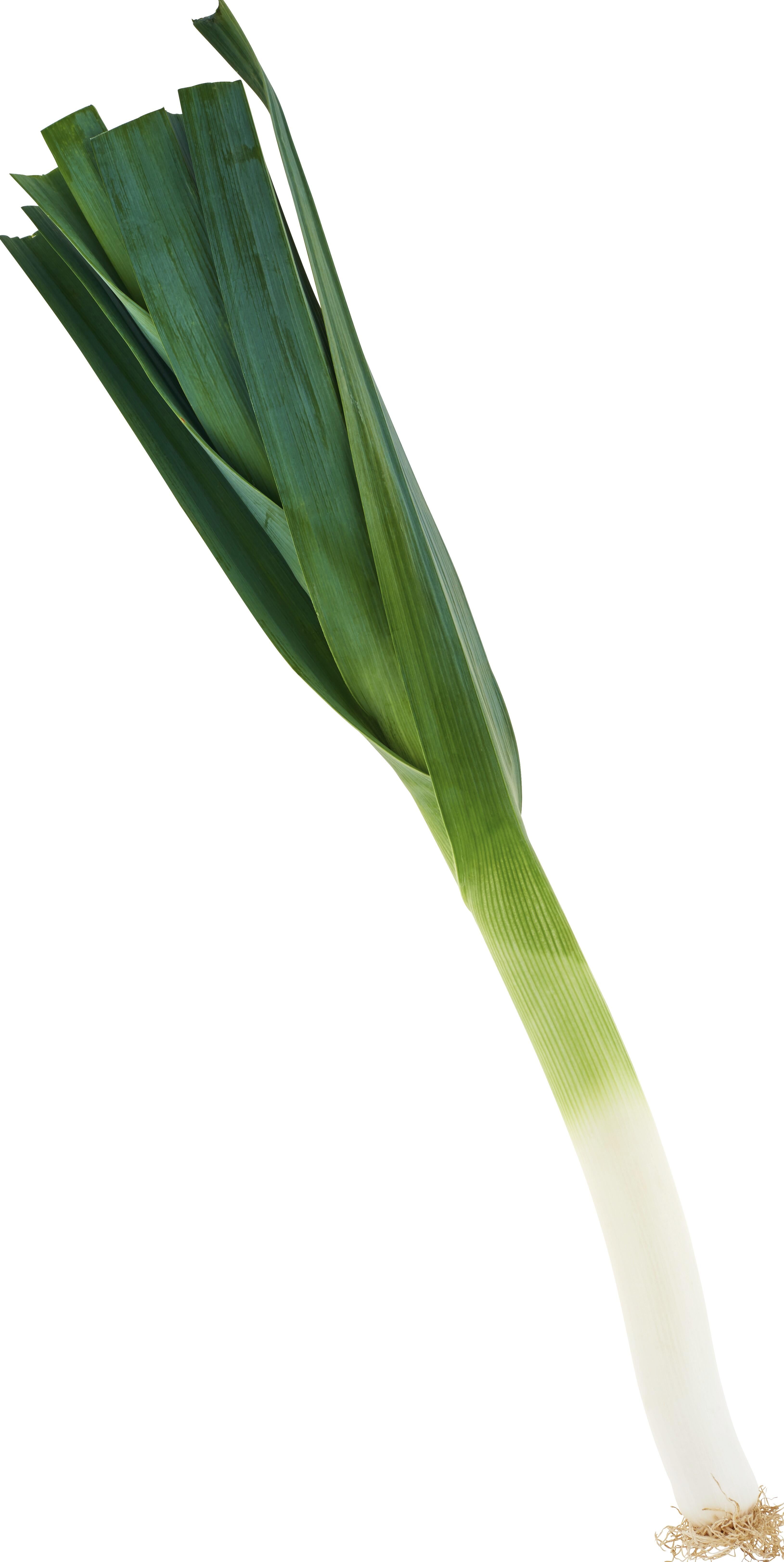 Purjolök Svensk Lokal