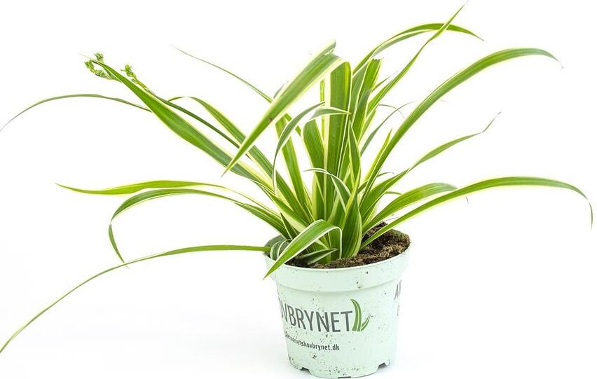 Ampellilja Chlorophytum Comosum