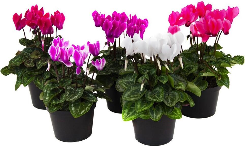 Cyklamen Cyclamen