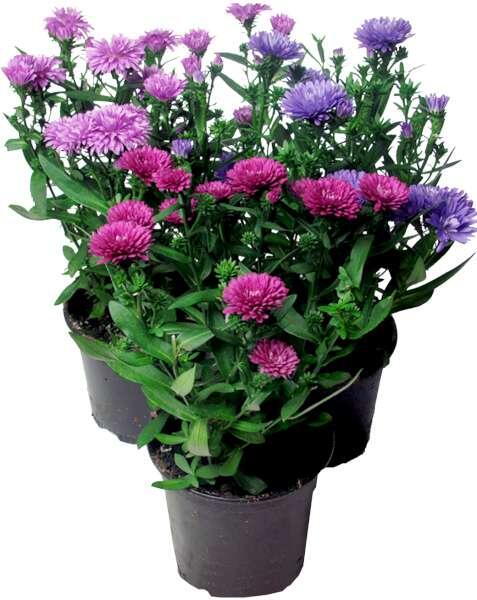 Aster