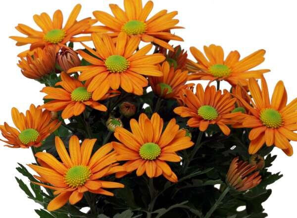 Krysantemum