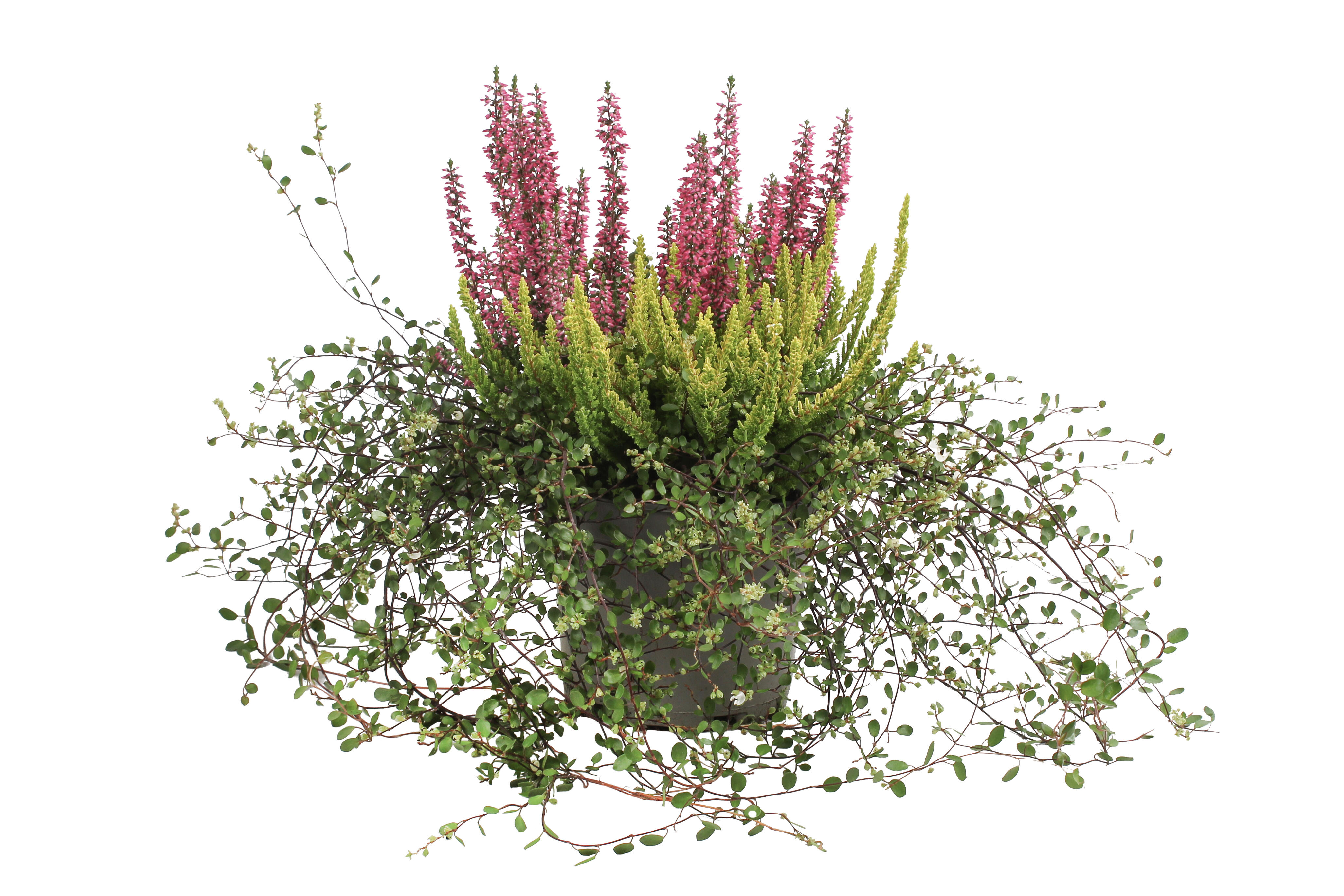 Calluna