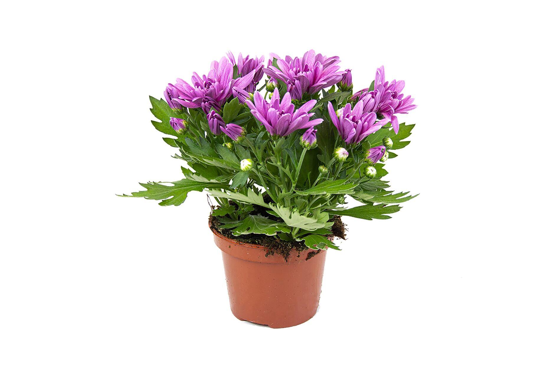 Krysantemum Chrysanthemum