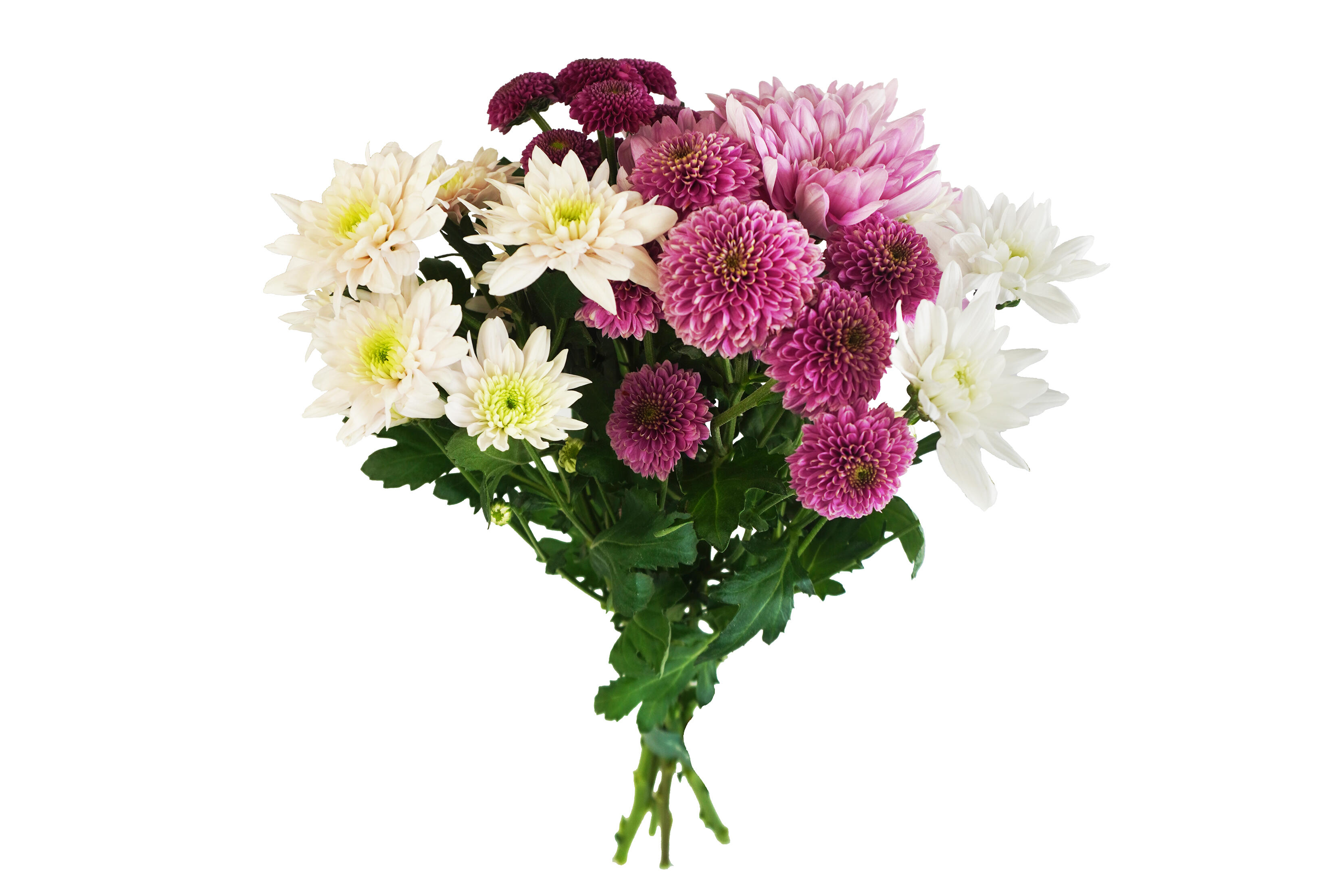 Chrysanthemum Kallmix