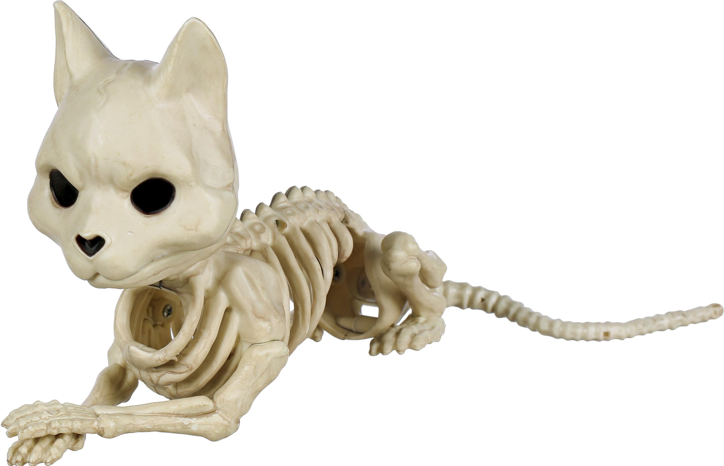 Skelett Katt