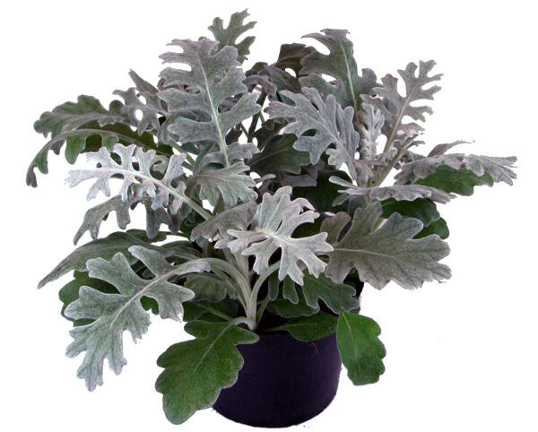 Silverek Senecio Cineraria