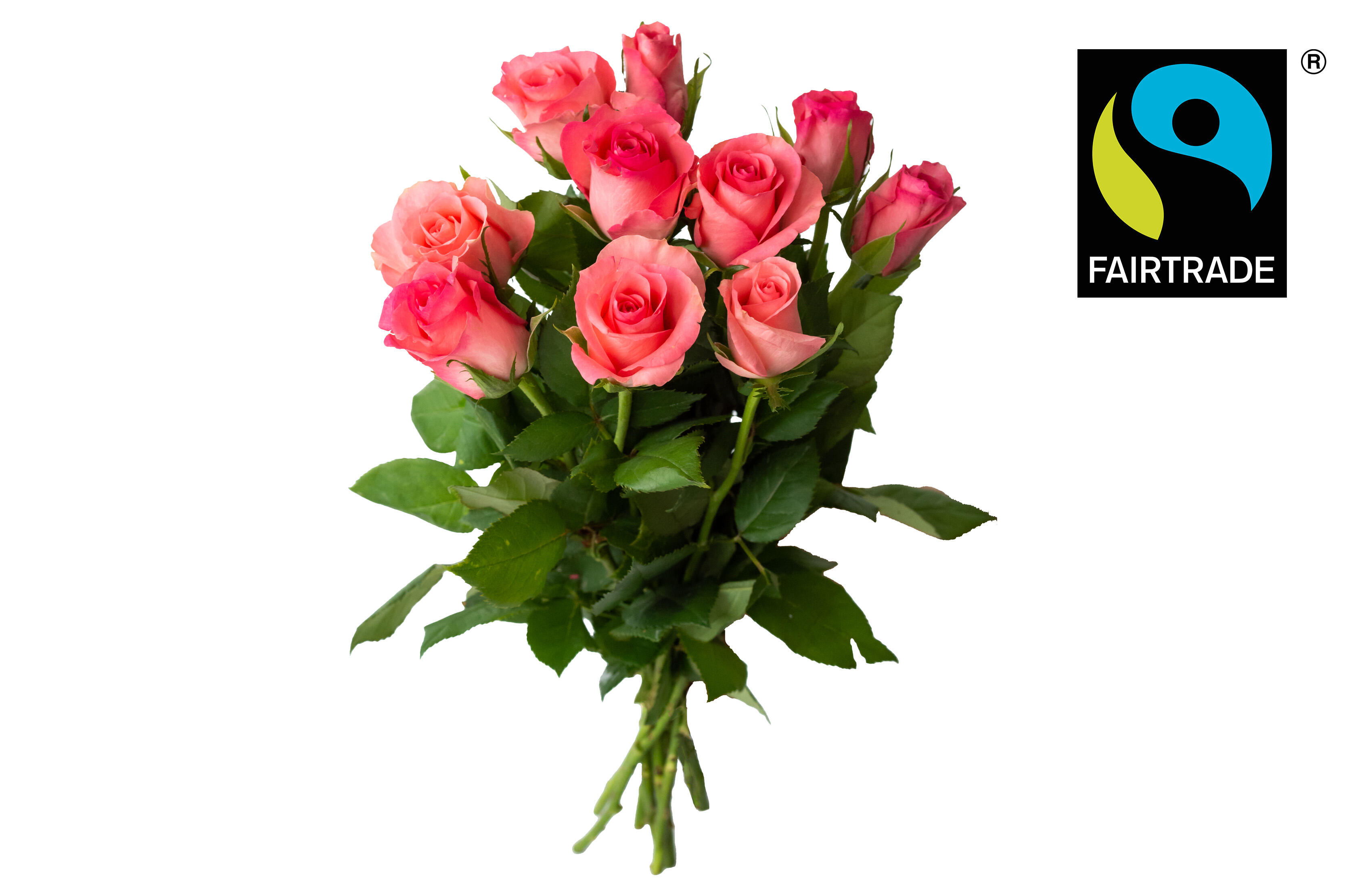 Rosor 10P 35Cm Ft